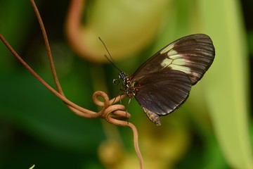 Postman Butterfly,Central American insect, macro Heliconius Melpomene.