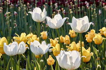 Close-up of white and yellow tulips on a flowerbed