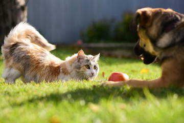cat and dog face to face play together with apple on green lawn