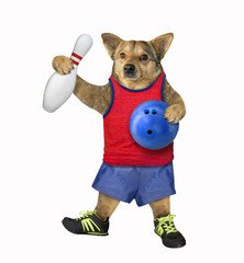 The dog bowling player is holding a blue ball and a pin. White background. Isolated.