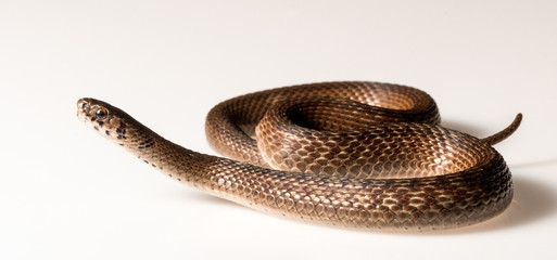 DeKay's Brown Snake (Storeria dekayi)