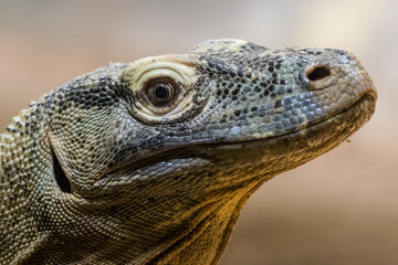 Komodo Dragon (Varanus komodensis)