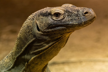 Komodo Dragon (Varanus komodensis)
