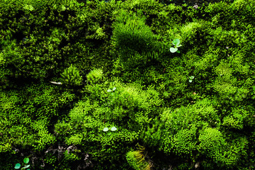 Moss occurs at the old wall that has been exposed to rain for a long time.