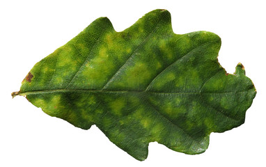 a close up of a single oak leaf beginning to turn from green to yellow on a white background
