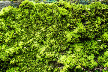 Moss occurs at the old wall that has been exposed to rain for a long time.
