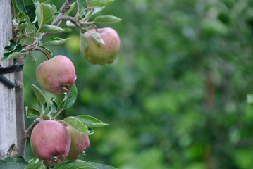 red apple trees in italian Alto Adige region