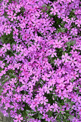 Phlox subulata: Crimson Beauty. Phlox subulata moss pink plant bloomin texture background, vertical image. Pink flowers of Phlox subulata