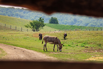 Naklejka premium Landscape with a donkey grazing in a green summer field of a farm and two other donkeys on the background. View through wooden fence