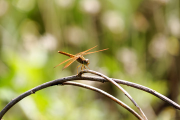 Dragonfly catching on branch of tree with green background