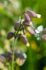 Obraz premium unopened buds of white flowers on blurred natural background 
