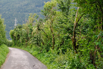 green apple trees in italian Alto Adige region