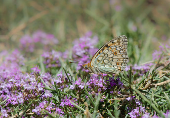 Niobe fritillary butterfly, Argynnis niobe, Sierra Nevada, Granada, Andalusia, Spain.