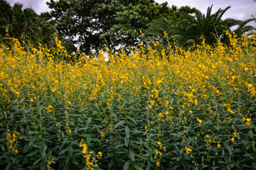 Obraz premium Maximilian Sunflower in the garden