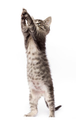 striped kitten stands on its hind legs