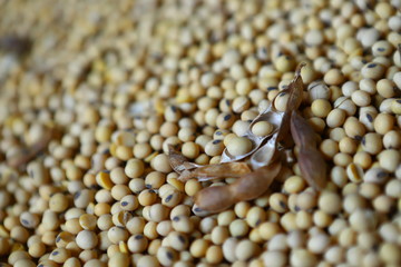 Soybean, dry yet untreated soybean, in the farmer's hangar Soybean, closeup. Open soy pods on the background of dry beans.