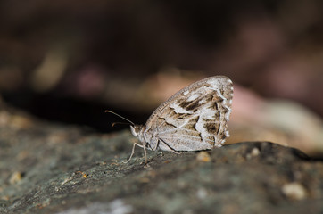 Striped grayling, (Hipparchia Fidia) butterfly. Camouflaged, Andalusia Spain.