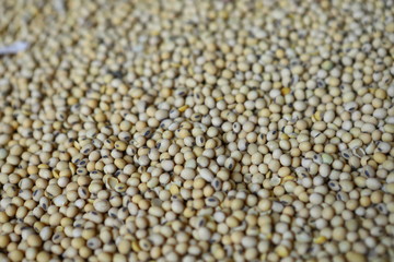 Soybean, dry yet untreated soybean, in the farmer's hangar Soybean, closeup. Open soy pods on the background of dry beans.