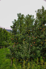 Fototapeta na wymiar green apple trees in italian Alto Adige region
