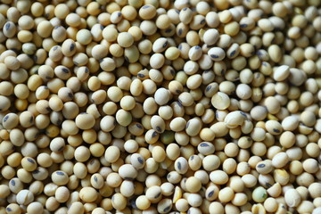 Soybean, dry yet untreated soybean, in the farmer's hangar Soybean, closeup. Open soy pods on the background of dry beans.