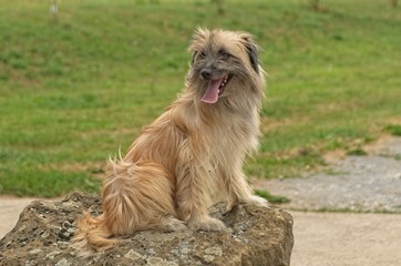 Naklejka na ściany i meble a long-haired pyrenean shepherd dog
