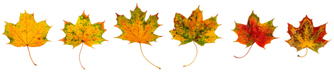 bunte Ahornblätter liegen auf weißem Hintergrund, Freisteller