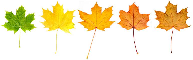 bunte Ahornblätter liegen auf weißem Hintergrund, Freisteller