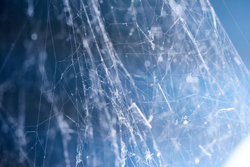Spider web on wall background