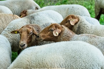 herd of coburg fox sheep