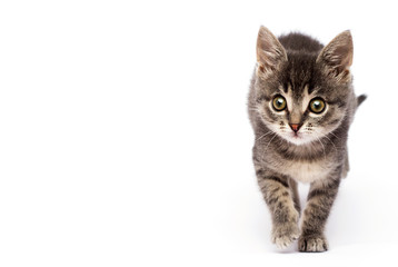 Fototapeta na wymiar striped kitten is walking on a white background