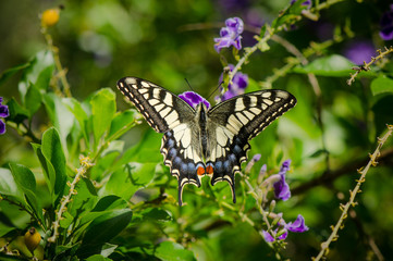 A common yellow swallowtail, Papilio machaon, sipping nectar, Andalusia, Spain.