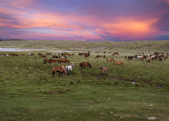 Fototapeta premium Landscape. Horses graze in the meadow during sunset. Siberia. Republic of Tuva. Russia.