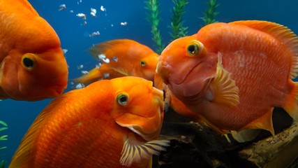 fish in an aquarium