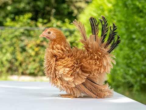 Pretty young Japanese Bantam / Chabo chicken, standing facing left. With a green natural background. Tail fierce in air.