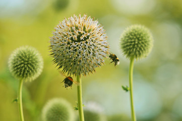 Bees bumblebees on globe thistle green flowers