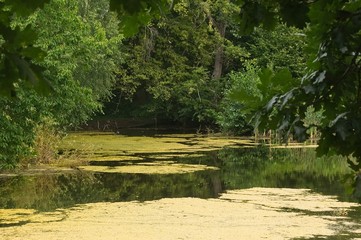 small pond with some duckweed