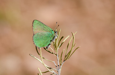 Green hairstreak, Callophrys rubi, butterfly resting, Andalusia, Spain.
