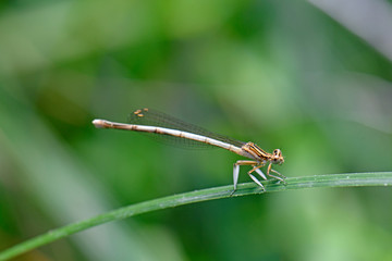 Illyrische Federlibelle (Platycnemis nitidula/Platycnemis pennipes nitidula), Weibchen, Peloponnes,...