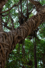Fototapeta premium City park in Marsala with old large ficus banyan trees for shadow in summer time, Italy