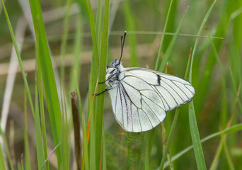 Black-veined White, butterfly (Aporia crataegi),, Andalusia, spain.