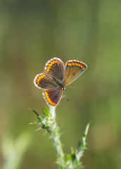Fototapeta na wymiar Southern brown argus, brown argus butterfly (Aricia Cramera) resting on a plant. Andalusia, Spain.