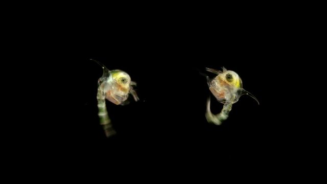 The crab larva under the microscope, called Zoea, lives as a part of plankton, feeds on unicellular algae, then it moves to the next stage, the megalopa larva, soon sinks to the bottom and becomes a