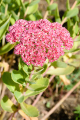 Obraz premium Flowers of the sedum or Orpine, Livelong (hylotelephium Matrona). Summer Flower Heads of the Perennial Succulent - hylotelephium Matrona