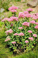 Flowers of the sedum or Orpine, Livelong (hylotelephium Matrona). Summer Flower Heads of the Perennial Succulent - hylotelephium Matrona