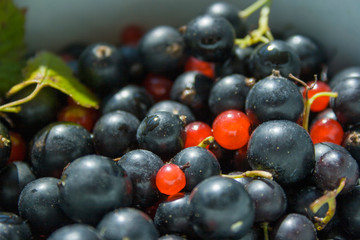 Mixed berries Currants and Lingonberries close up