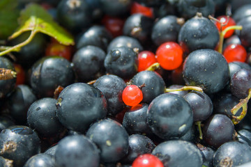 Mixed berries Currants and Lingonberries close up