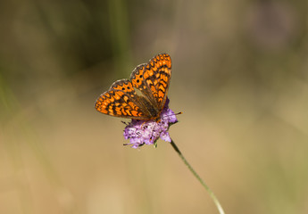 Marsh fritillary, Euphydryas aurinia Beckeri, Spain, Europa.