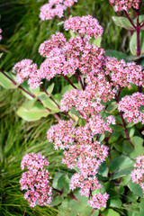 Fototapeta premium Flowers of the sedum or Orpine, Livelong (hylotelephium Matrona). Summer Flower Heads of the Perennial Succulent - hylotelephium Matrona