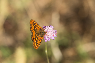 Marsh fritillary, Euphydryas aurinia Beckeri, Spain, Europa.