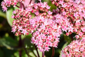 Fototapeta premium Flowers of the sedum or Orpine, Livelong (hylotelephium Matrona). Summer Flower Heads of the Perennial Succulent - hylotelephium Matrona